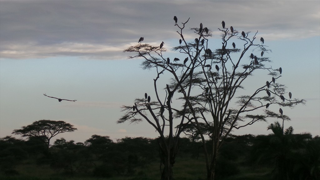 04. Serengeti & Ngorongoro (114)