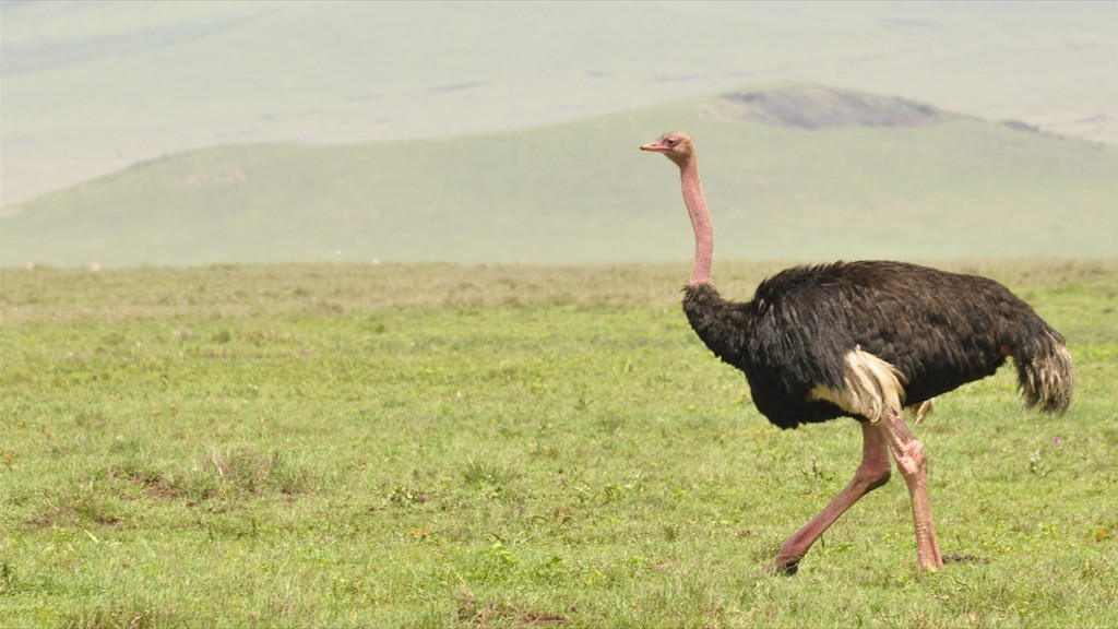 04. Serengeti & Ngorongoro (117)