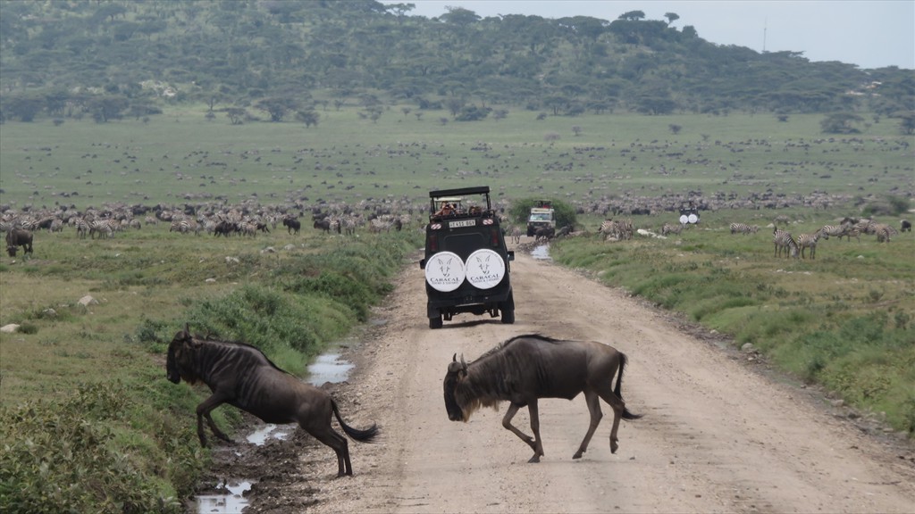 04. Serengeti & Ngorongoro (118)