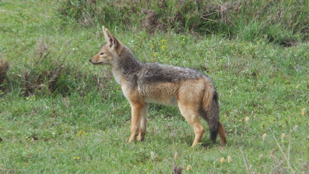 04. Serengeti & Ngorongoro (119)