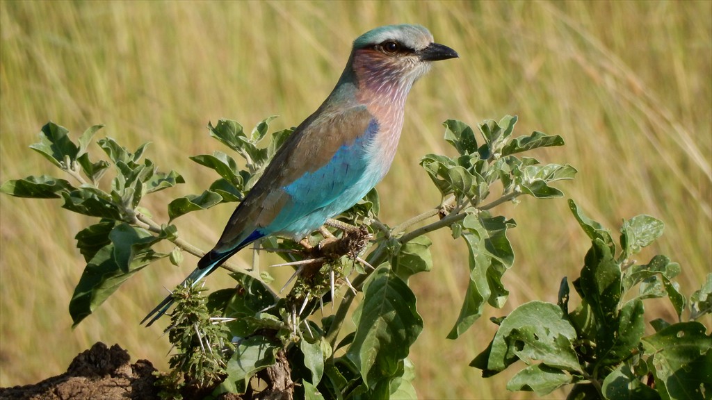 04. Serengeti & Ngorongoro (120)