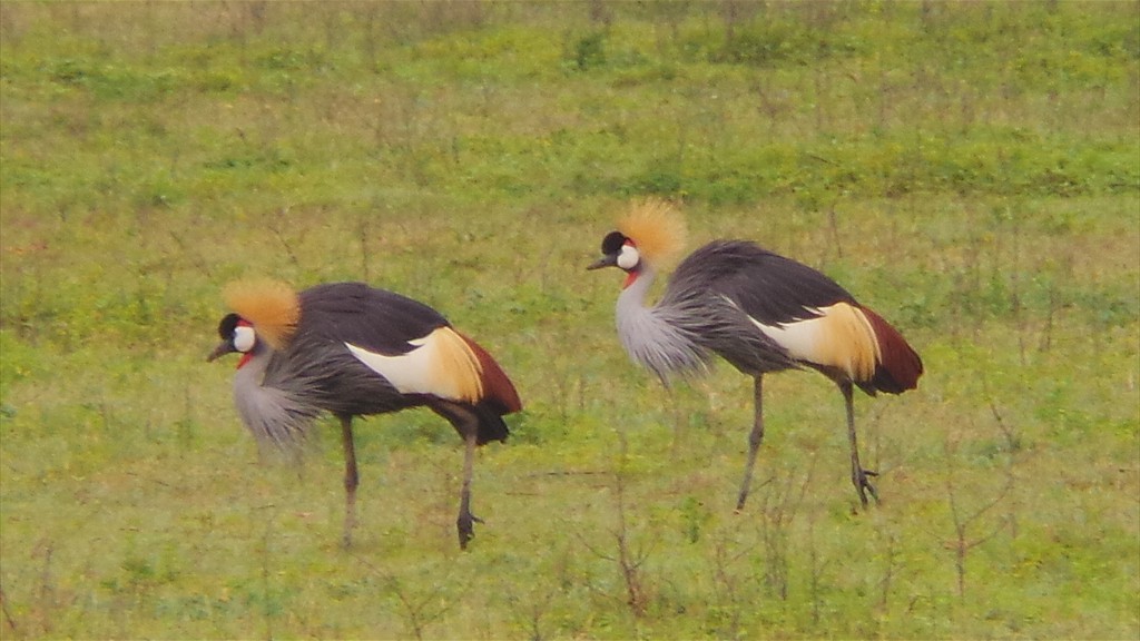 04. Serengeti & Ngorongoro (123)