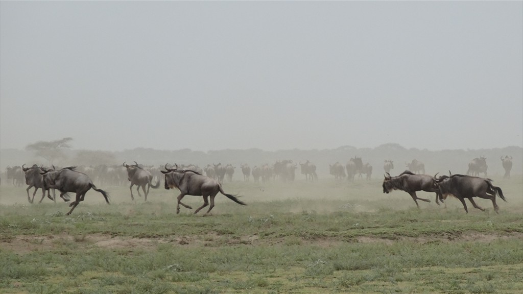 04. Serengeti & Ngorongoro (125)