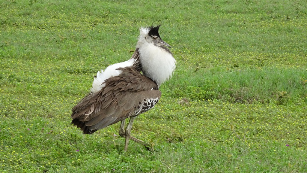 04. Serengeti & Ngorongoro (126)