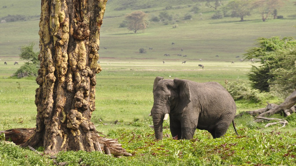 04. Serengeti & Ngorongoro (127)