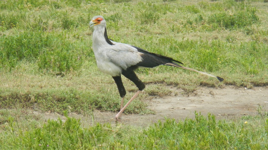 04. Serengeti & Ngorongoro (129)