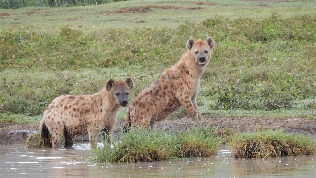 04. Serengeti & Ngorongoro (130)