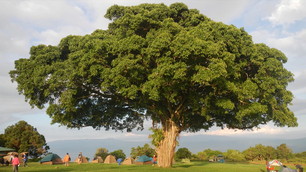 04. Serengeti & Ngorongoro (132)