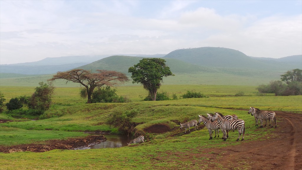 04. Serengeti & Ngorongoro (133)