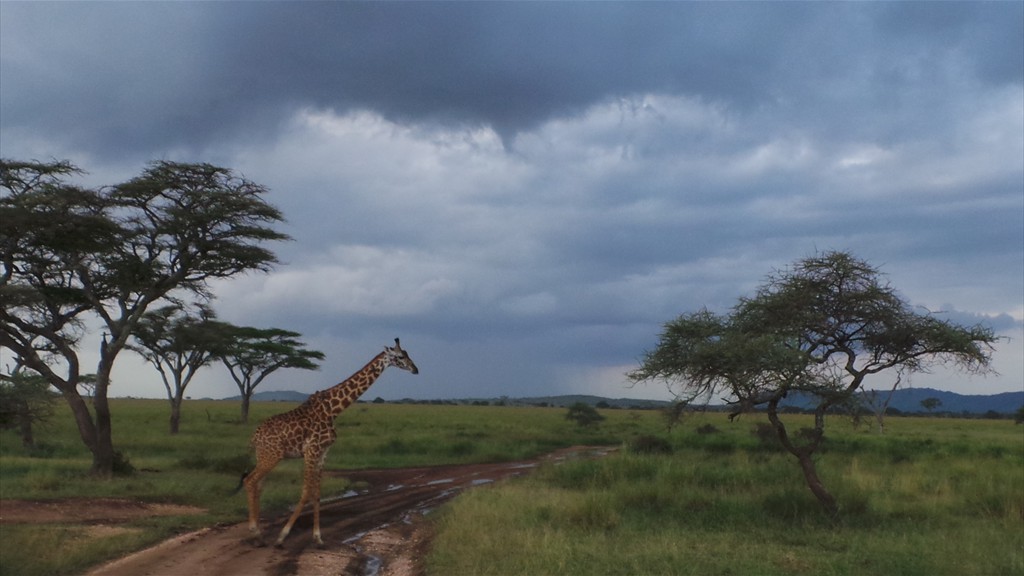 04. Serengeti & Ngorongoro (134)