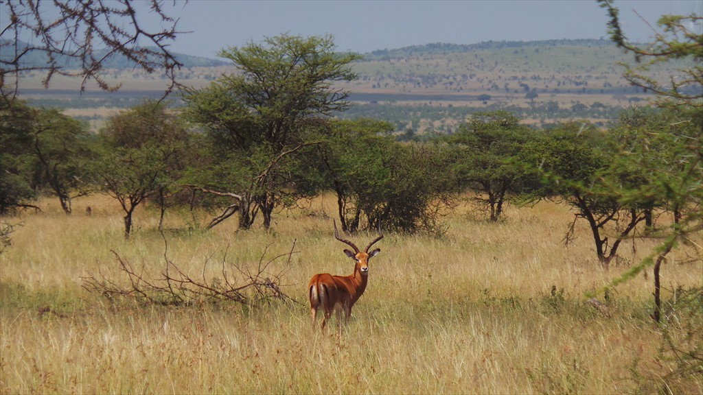 04. Serengeti & Ngorongoro (136)