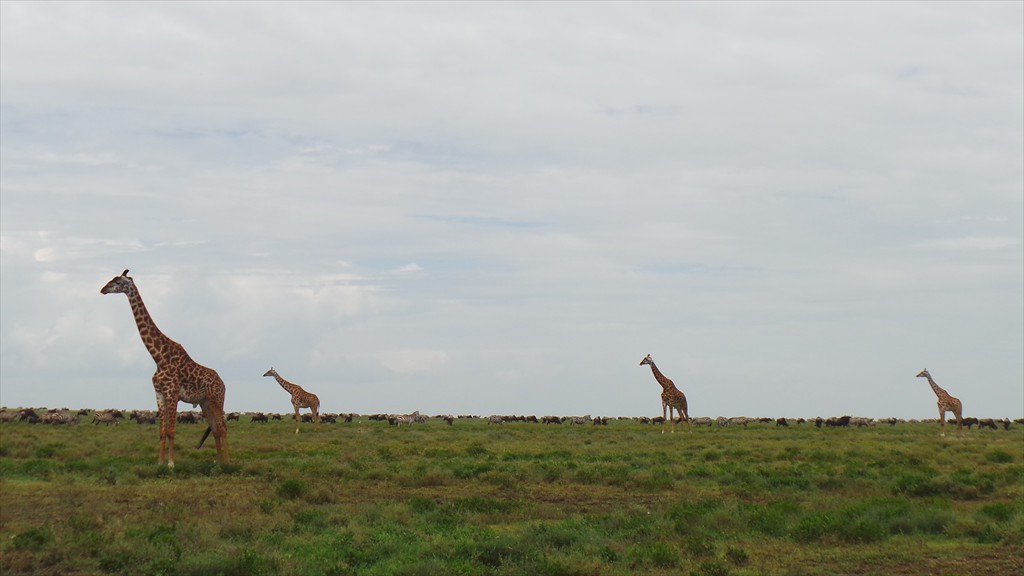 04. Serengeti & Ngorongoro (138)