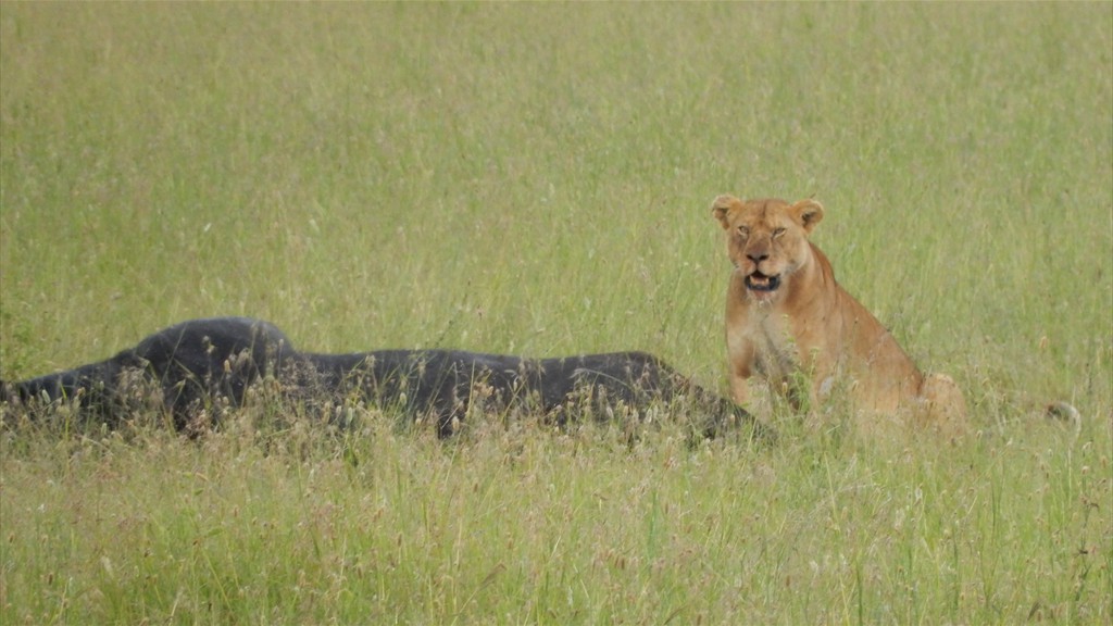 04. Serengeti & Ngorongoro (140)