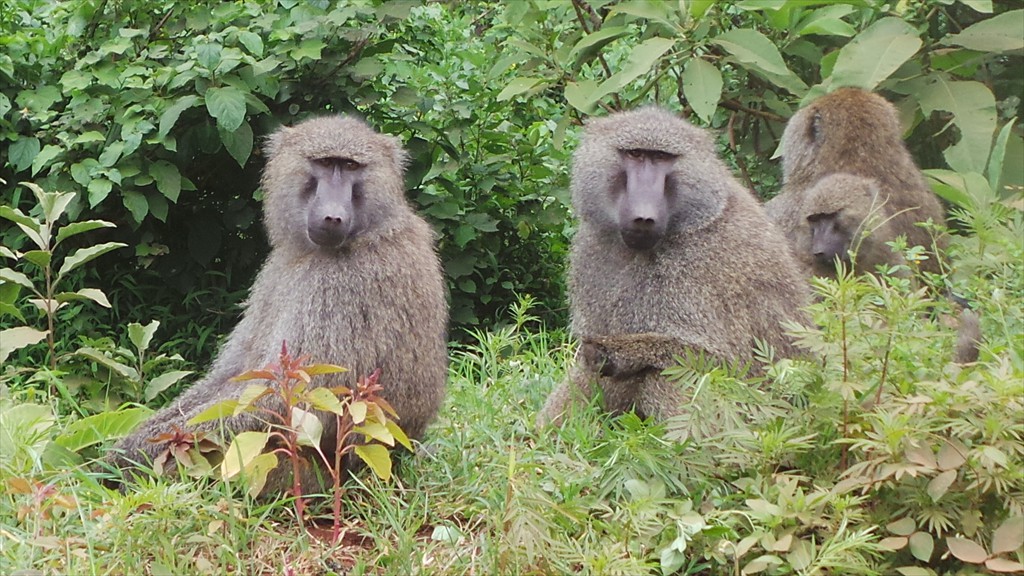 04. Serengeti & Ngorongoro (142)