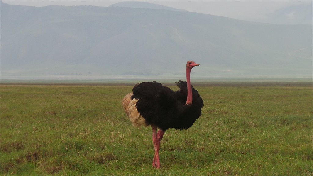 04. Serengeti & Ngorongoro (143)