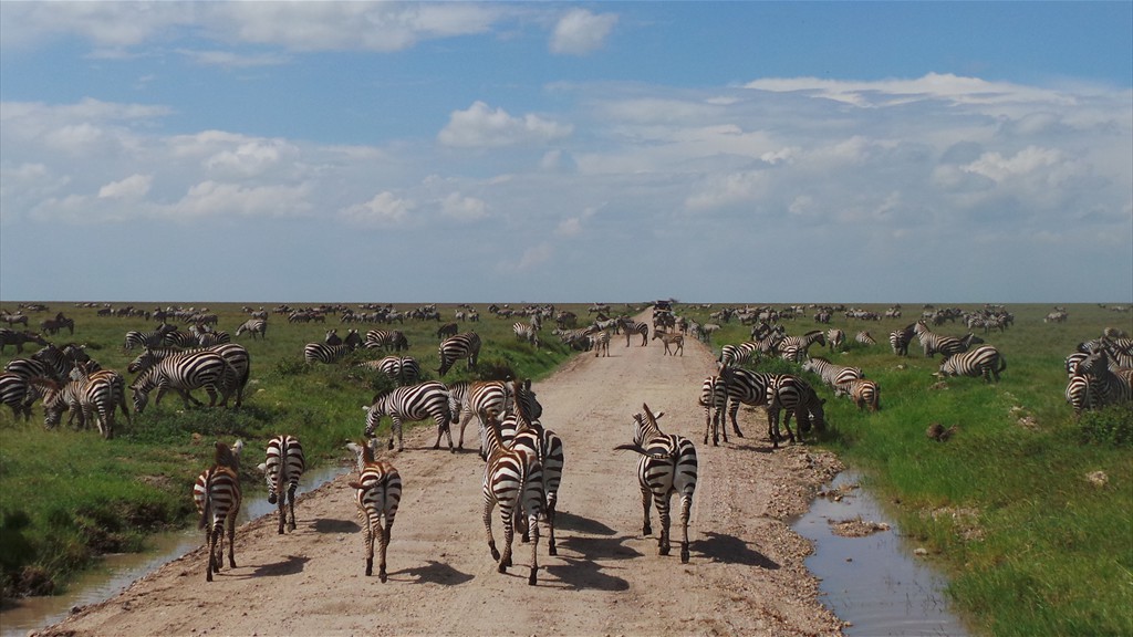 04. Serengeti & Ngorongoro (147)