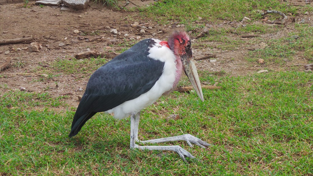 04. Serengeti & Ngorongoro (151)