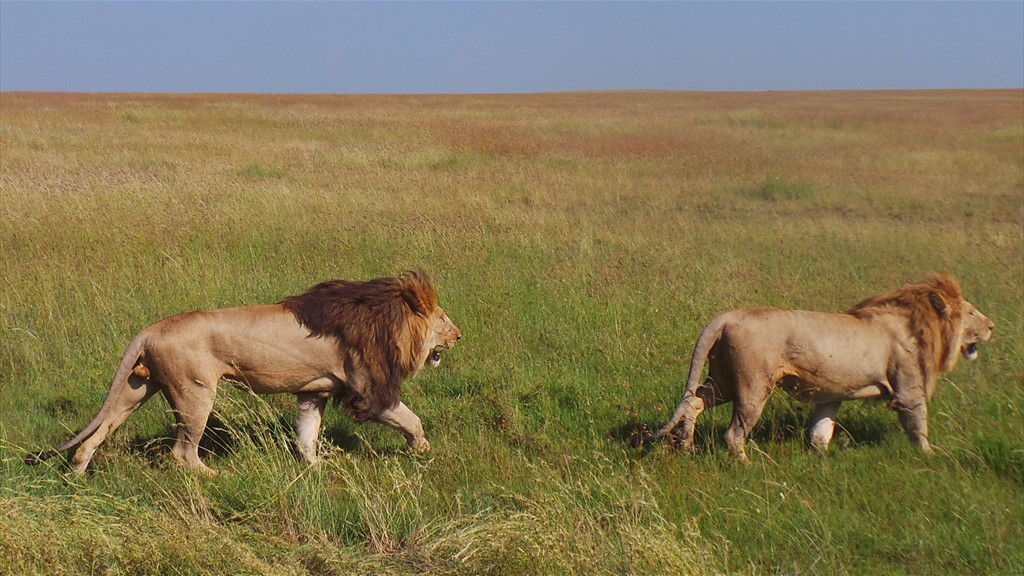 04. Serengeti & Ngorongoro (155)