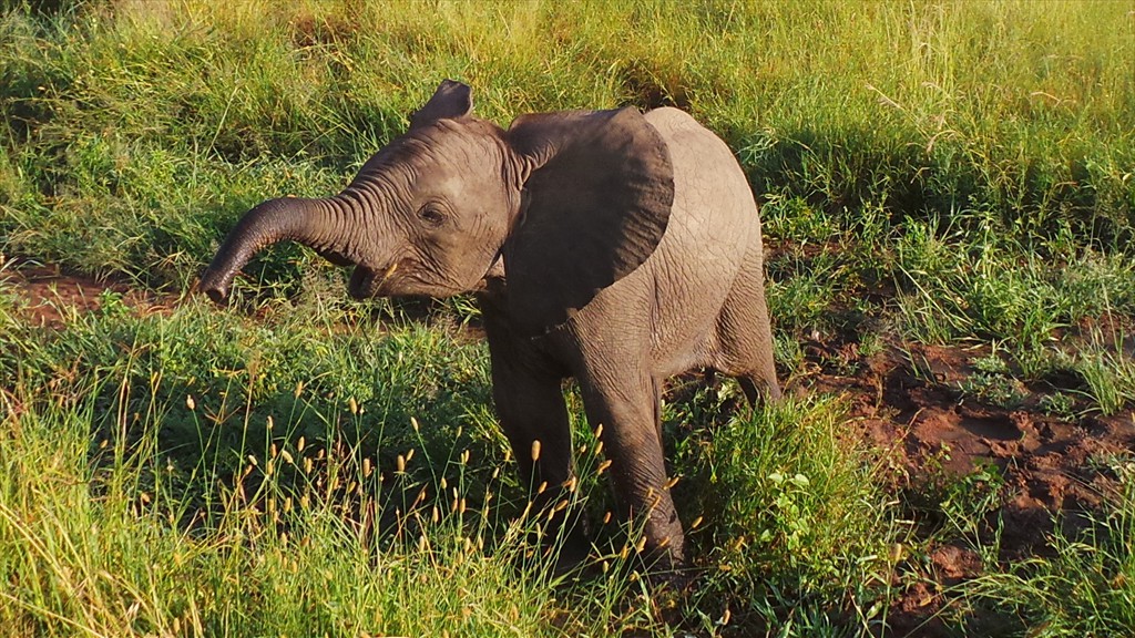 04. Serengeti & Ngorongoro (157)