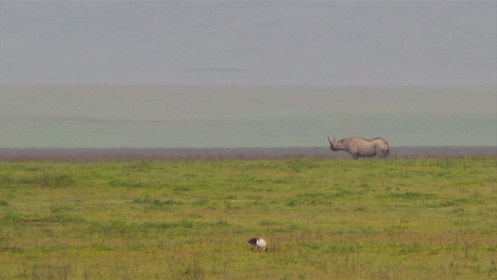 04. Serengeti & Ngorongoro (158)