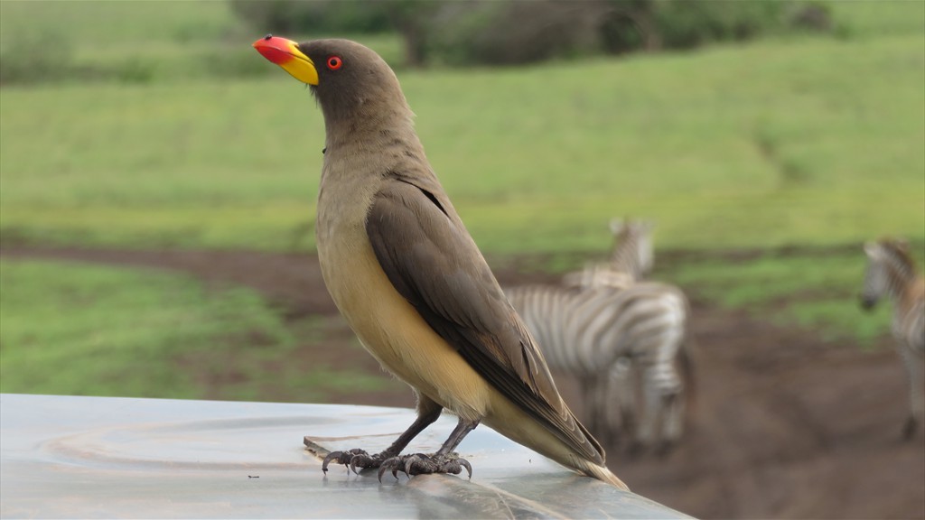 04. Serengeti & Ngorongoro (159)