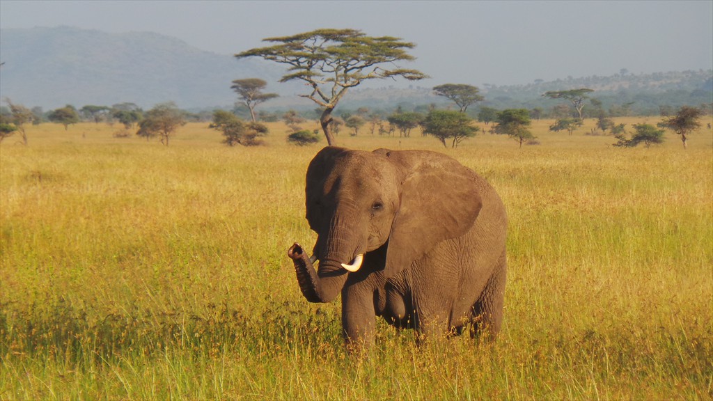 04. Serengeti & Ngorongoro (161)