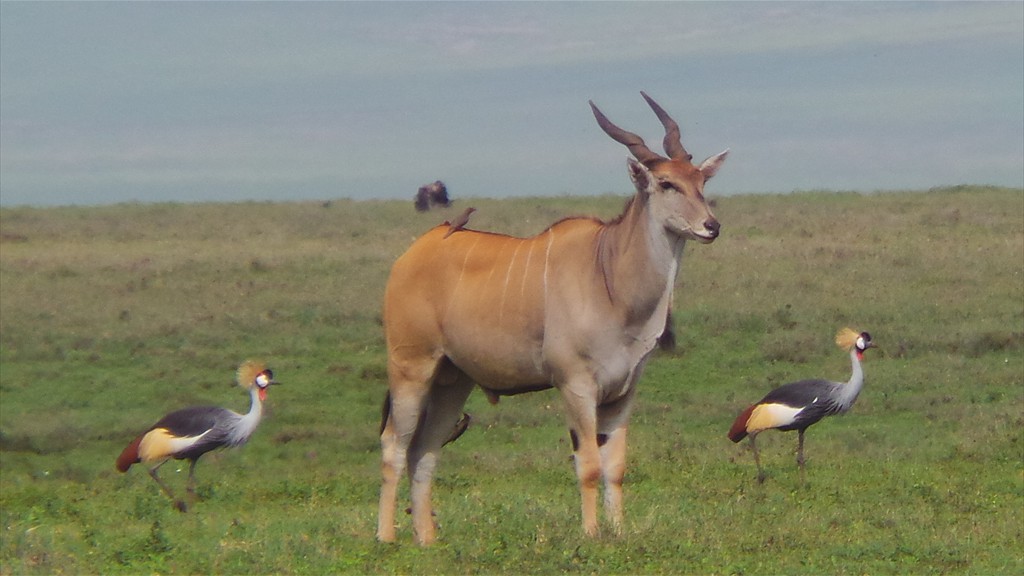 04. Serengeti & Ngorongoro (165)