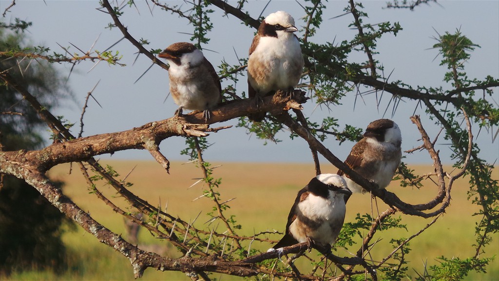 04. Serengeti & Ngorongoro (168)