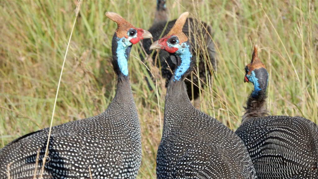 04. Serengeti & Ngorongoro (170)