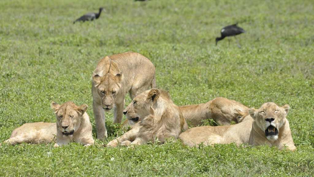 04. Serengeti & Ngorongoro (172)