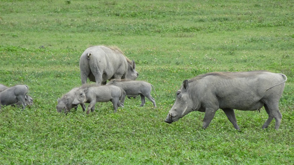 04. Serengeti & Ngorongoro (173)