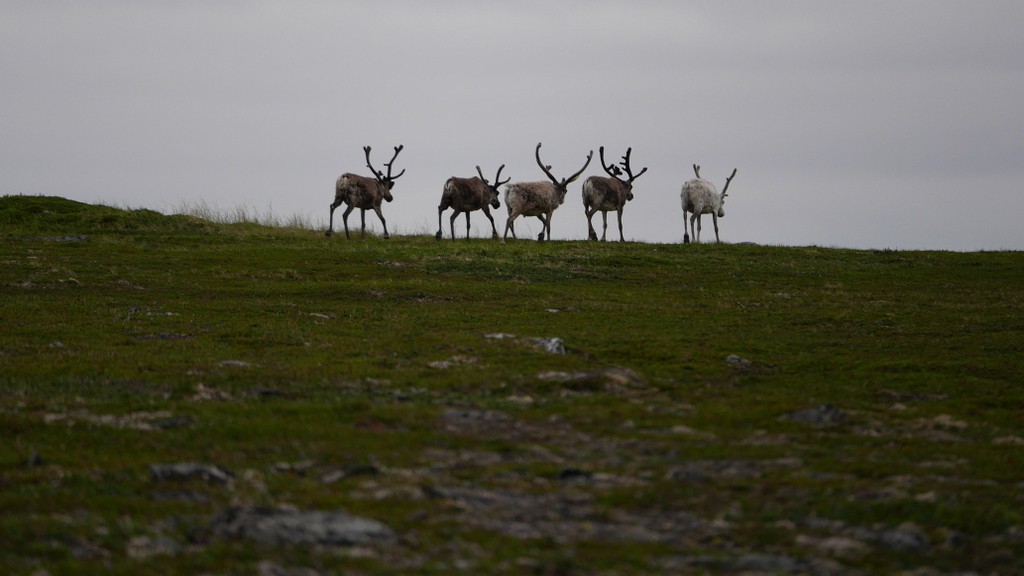 07. Tromso - North Cape (126)